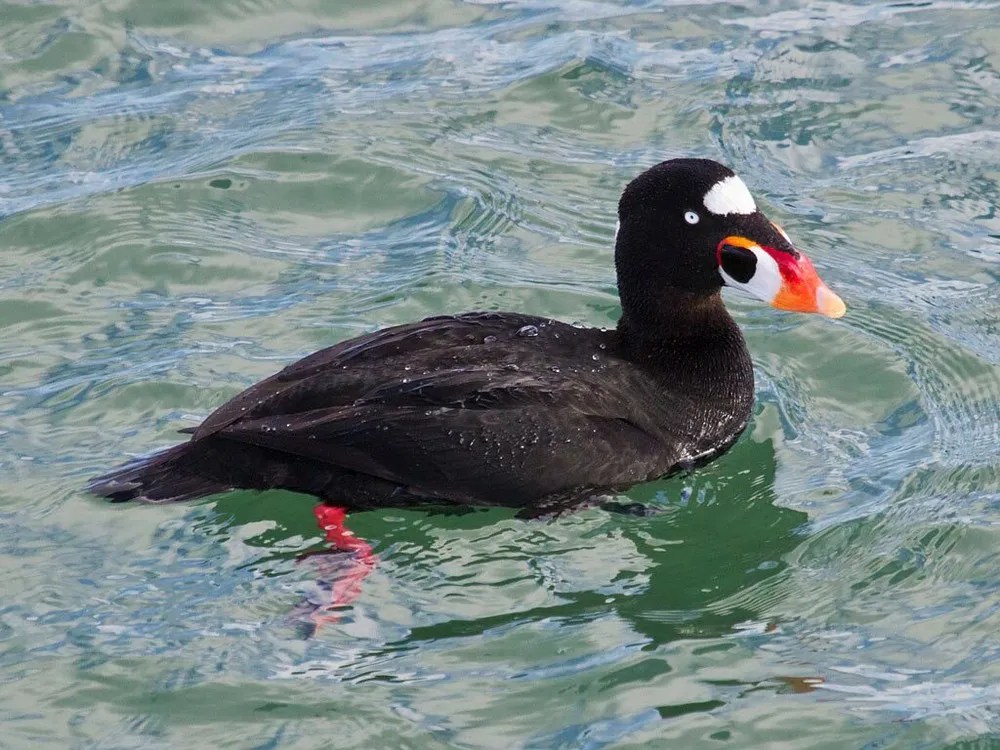 New species spotted in Kincardine during annual Christmas Bird Count