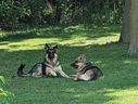 Charges after man assaulted, dog snatched away by attacker: London police