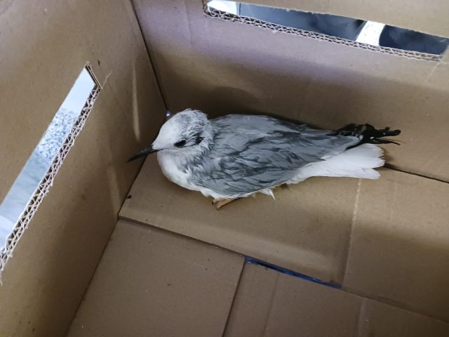 This racing pigeon got lost in Spain and was found in…Nova Scotia