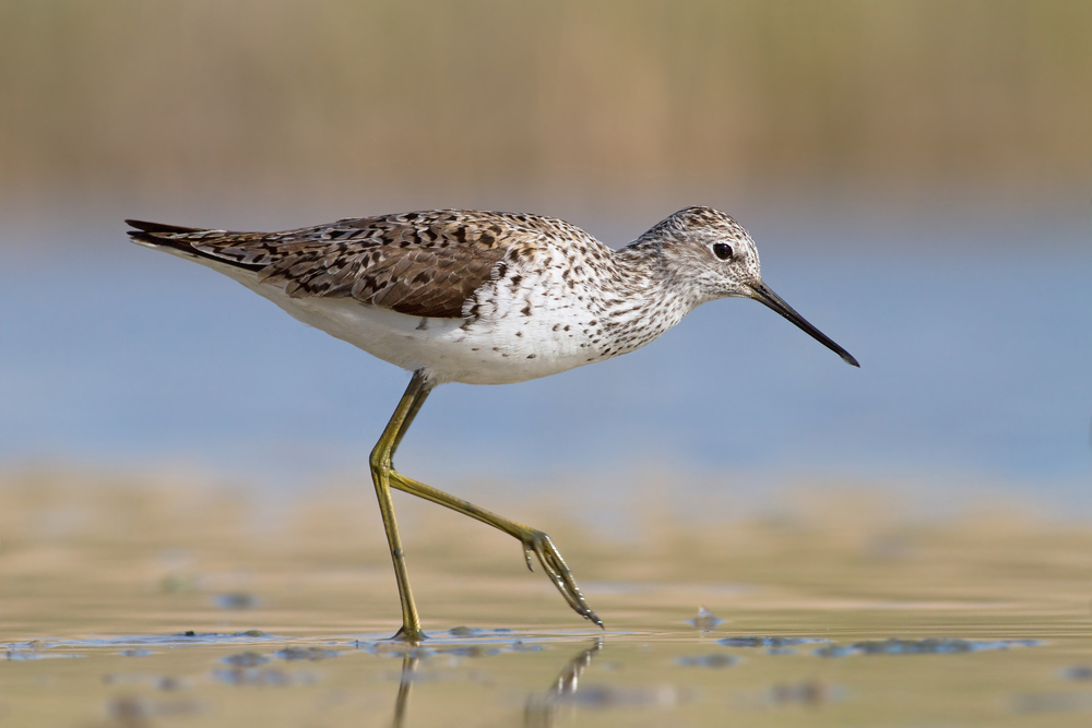 Victoria, B.C., and surrounding area claims title of Birding Capital of Canada