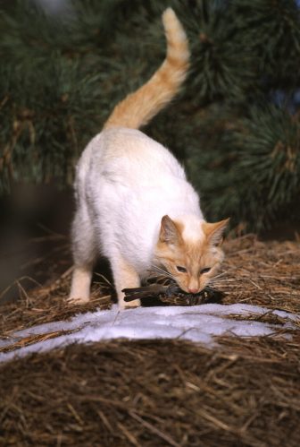 Animal shelters struggle with challenges