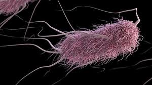 E. coli outbreaks can hurt real estate values, study finds