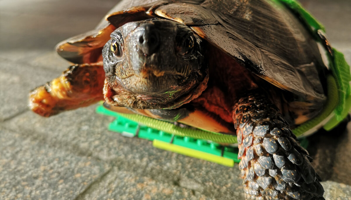 Meet 8 of Canada’s strangest lake monsters