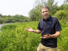 Conservation officials warn: Don’t get burned by giant hogweed