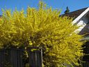 Growing Concerns: Enjoy the colours of June