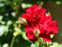 Growing Concerns: How to win at weeding Growing Concerns: How to win at weeding