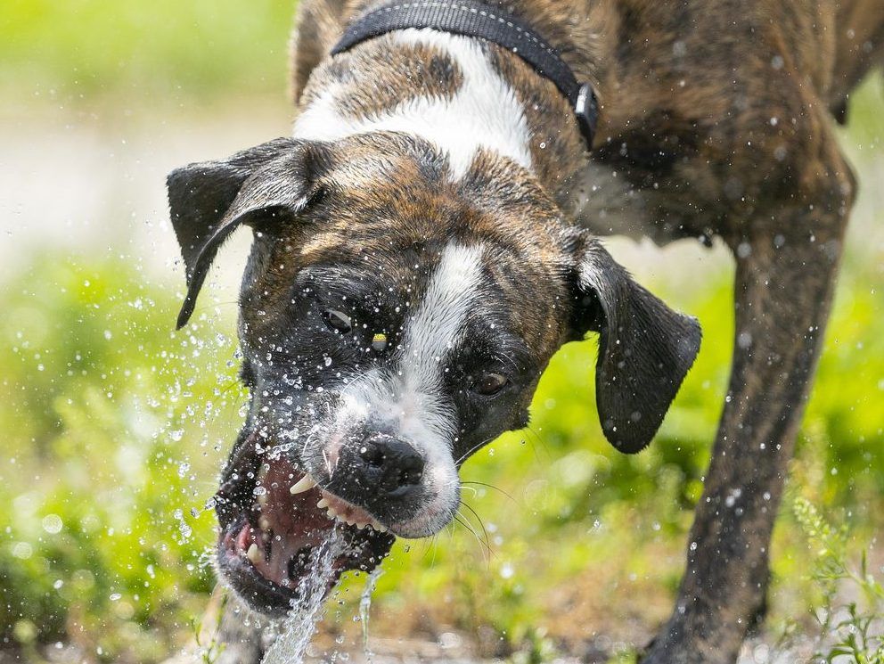Hot days (and nights) loom for London area amid expected heat wave