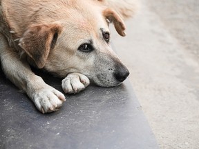 Parvovirus spreads among dogs in London housing complex, raising fears