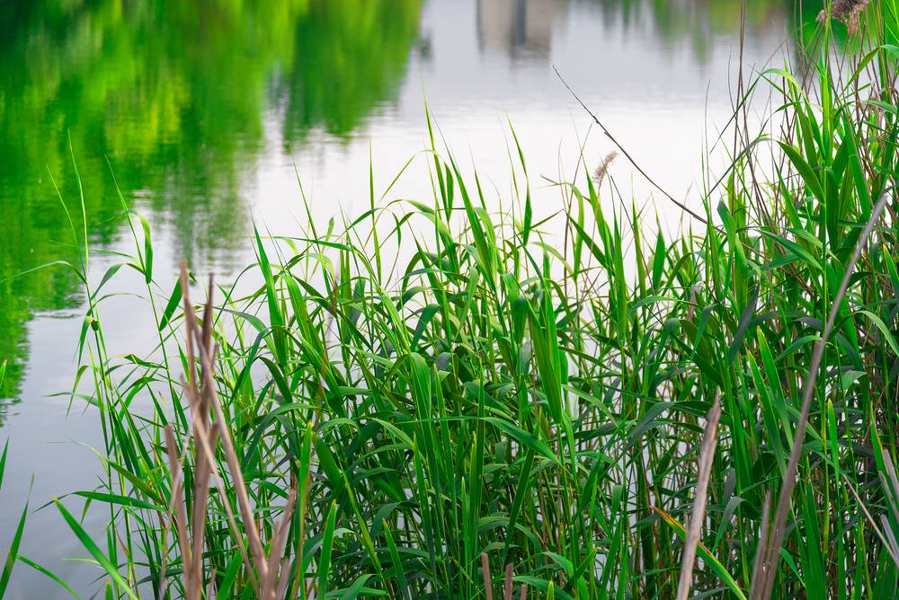 How do you get community buy-in on environmental issues at the lake?