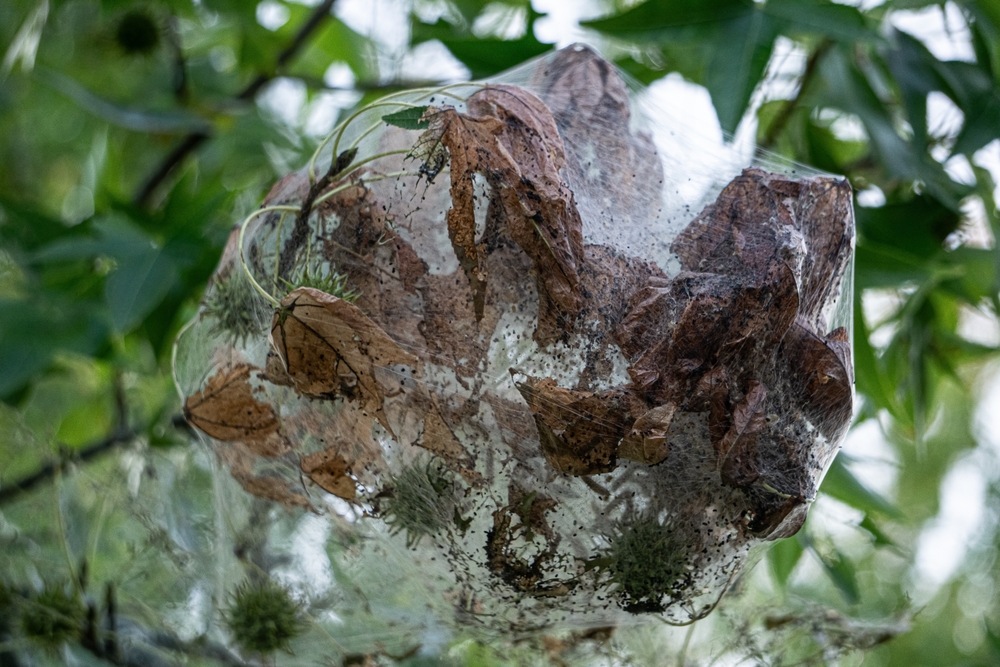 Northeastern Ontario is in the midst of a tent caterpillar outbreak. Here’s what it means