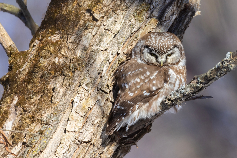 After decades of advocacy, the government has released a strategy to save Canada’s spotted owls