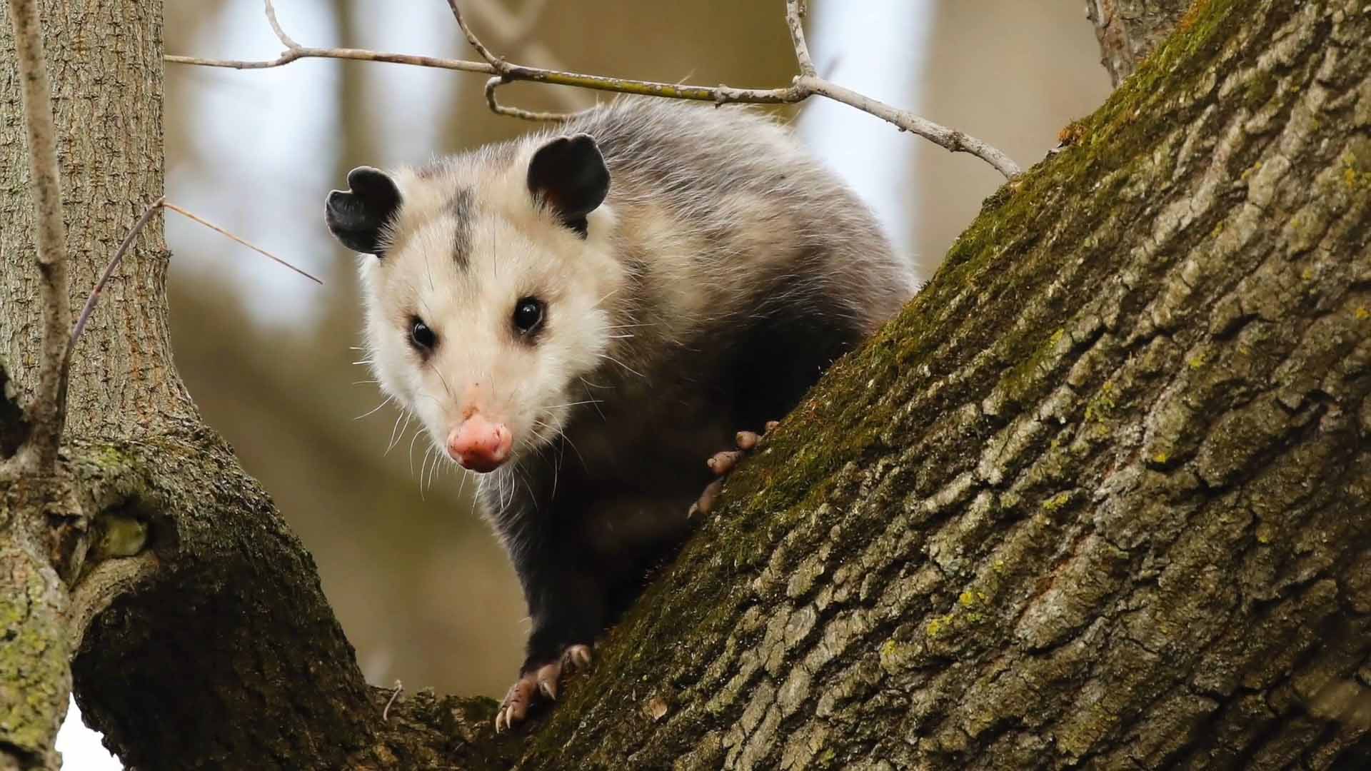 Cottage Q&A: How effective are possums at tick control?