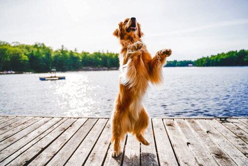 Why nature-loving dogs need nature-inspired nutrition
