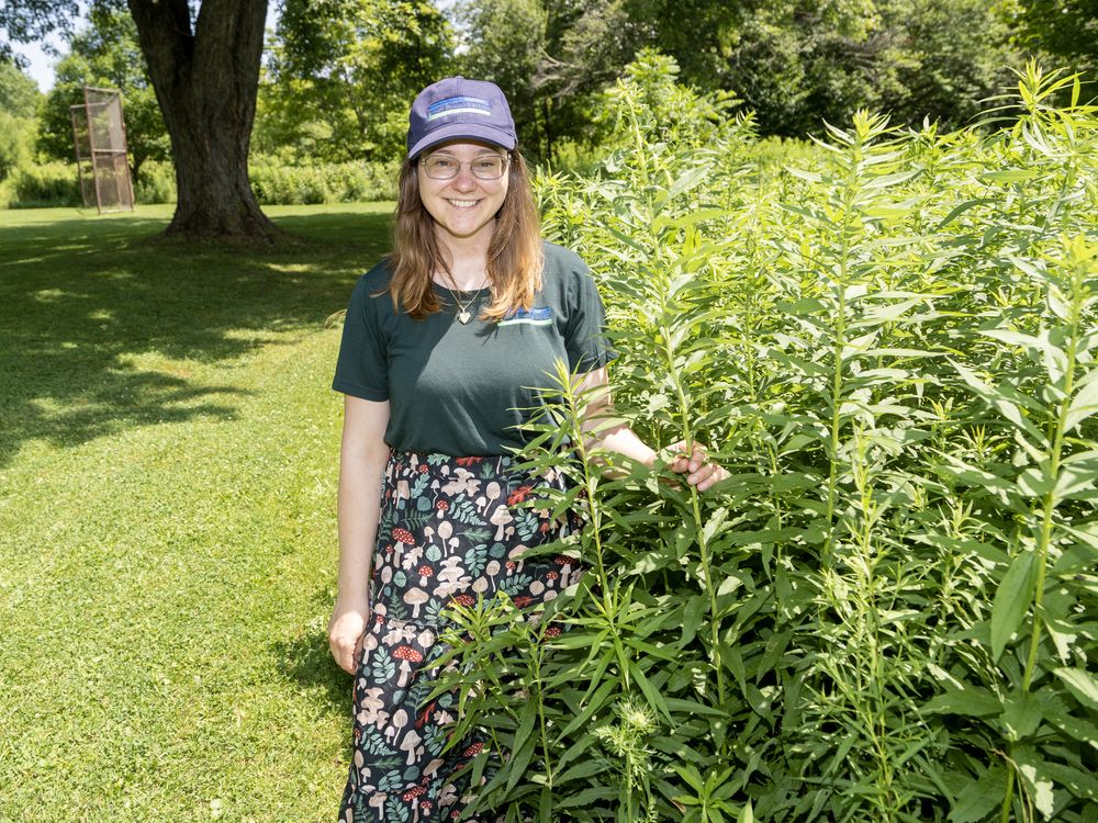 Fireflies: Why your backyard might have more July sparkle than normal