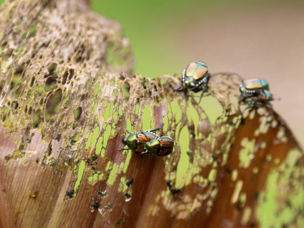 Growing Concerns: Best time to beat beetles is spring and fall