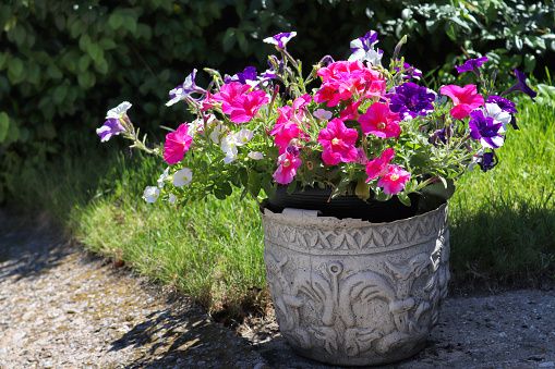 Growing Concerns: Time to give flowers a trim and some TLC