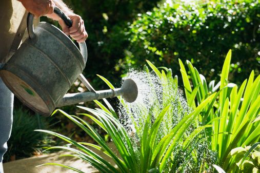 Growing Concerns: Water early in the morning for the happiest garden Growing Concerns: Water early in the morning for the happiest garden