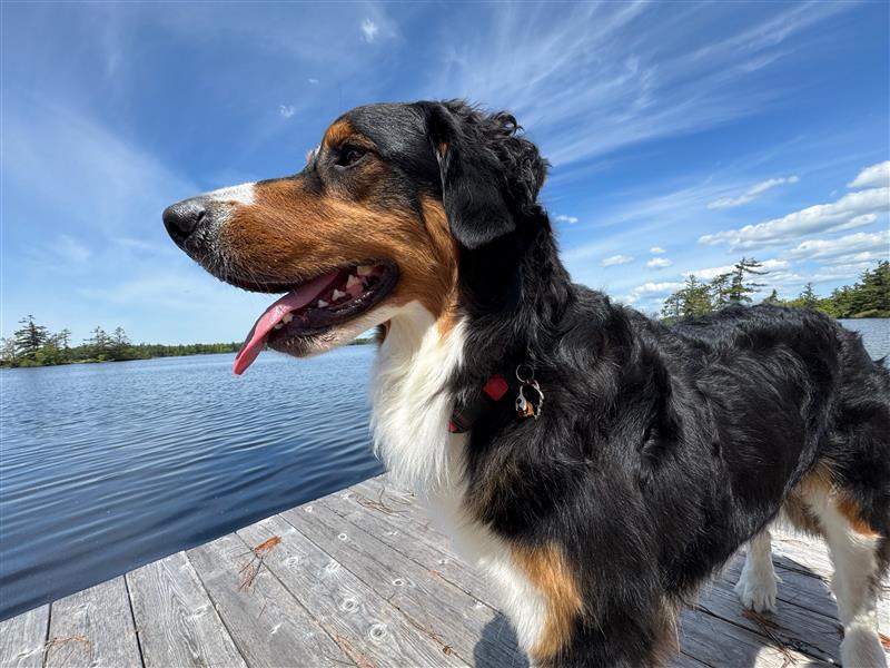 How to keep your cottage dog happy, safe, and full of energy all season long How to keep your cottage dog happy, safe, and full of energy all season long