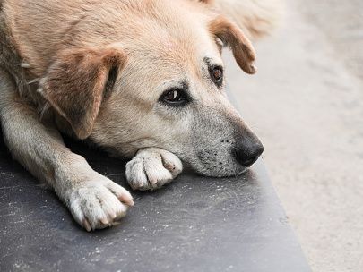 Parvovirus outbreak at London housing contained after six dog deaths