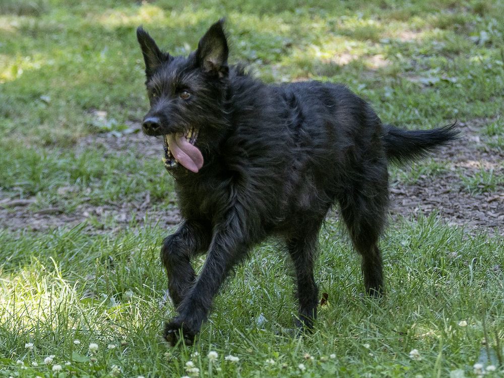 PHOTOS: The dog days of summer (literally) in London