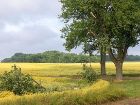 Researchers assessing tornado damage north of London