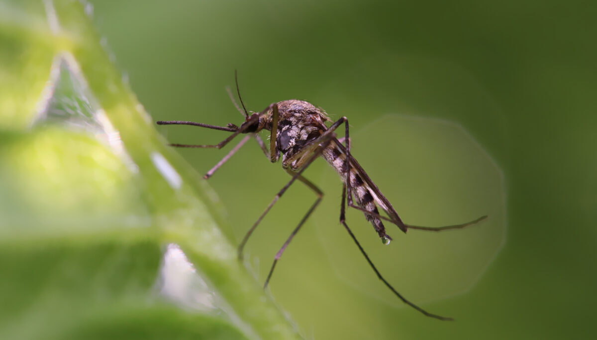 Yes, there are more deer flies in cottage country this year. Here’s why