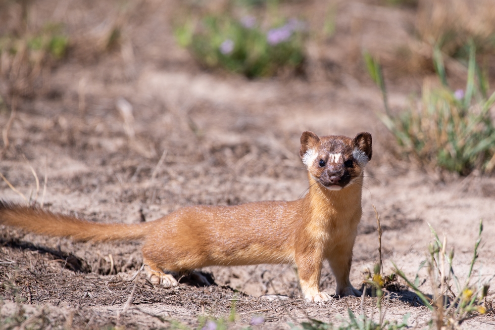 Do you know the facts about fishers? The truth behind 4 common fisher misconceptions