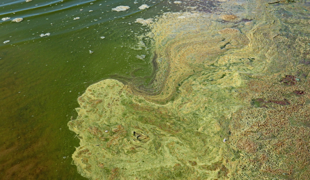 Lake Erie is recording sweltering water temperatures this summer. What does it mean long-term?