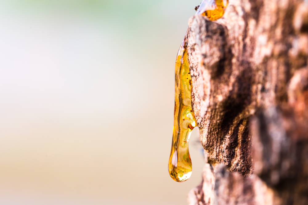 Nova Scotia Christmas tree growers are working to stop the spread of a plant-damaging pathogen