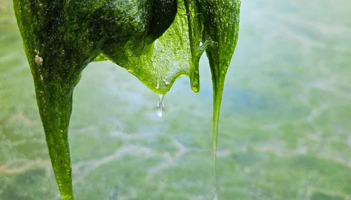 Cottage Q&A: Why is our lake bubbling?