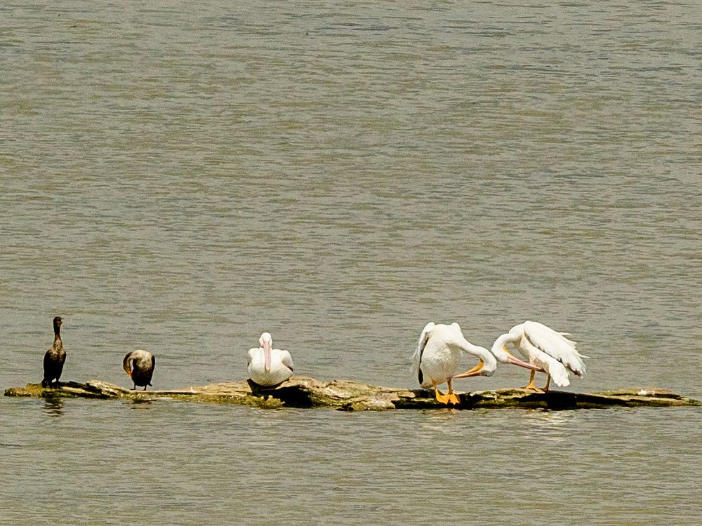 Unusual pelican sightings at Fanshawe Lake build buzz among birders Unusual pelican sightings at Fanshawe Lake build buzz among birders