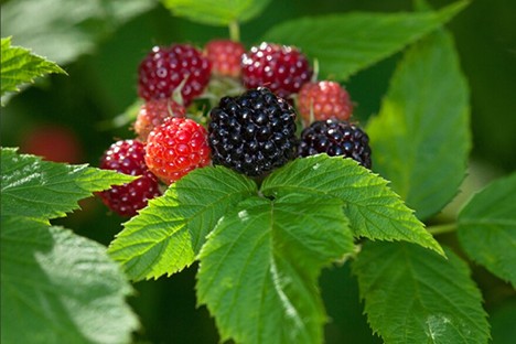 Wild berry foraging gains popularity