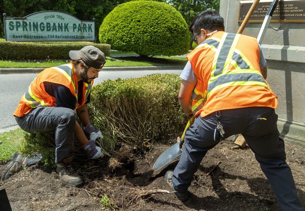 Growing Concerns: Boxwood moth changing the landscape