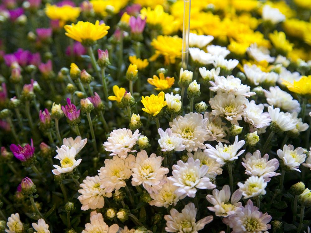 Growing Concerns: Give planters a fresh new look for fall