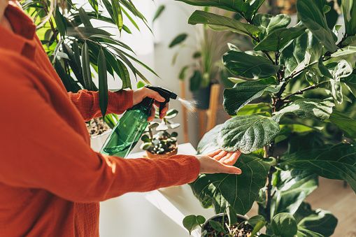 Growing Concerns: Stay cool by attending to house plants