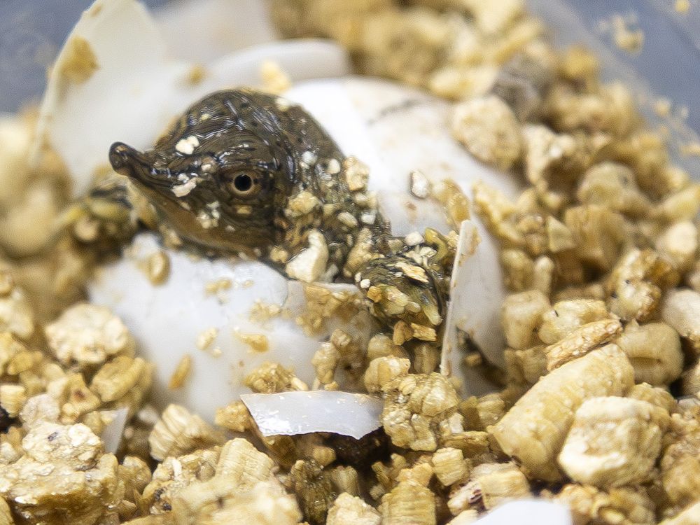 It’s a bumper crop . . . of London-bred turtle hatchlings