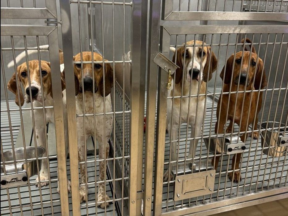London’s St. Joseph’s hospital ending use of dogs in heart research