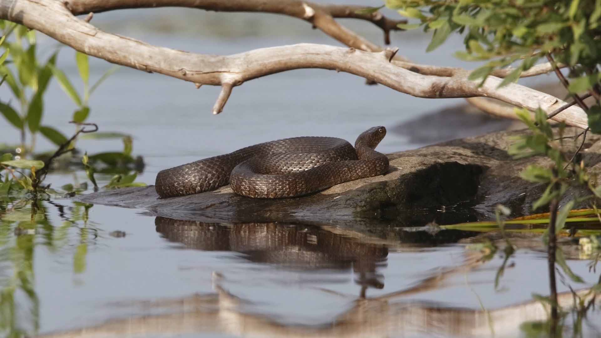 Cottage Q&A: How do we deter water snakes under our dock?