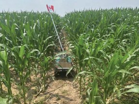 Corn fertilized weekly as needed by an autonomous robot Corn fertilized weekly as needed by an autonomous robot