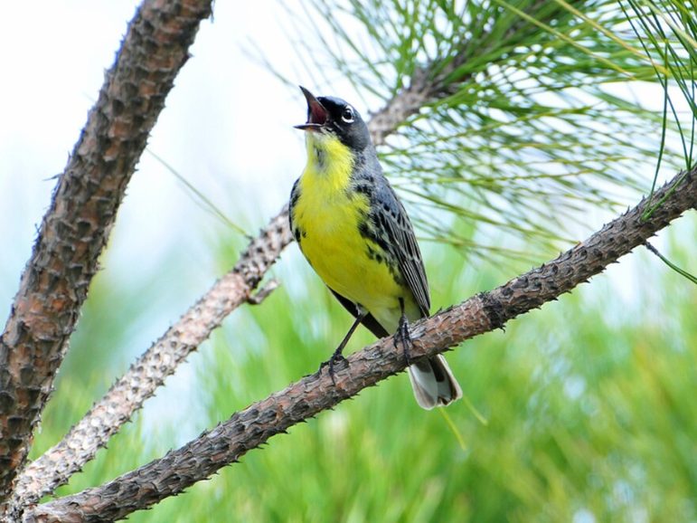 Iconic Michigan songbird undergoes concerning population decline 