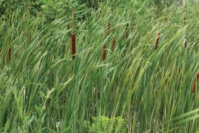 Cattails are an invasive species, but may also be a helpful one