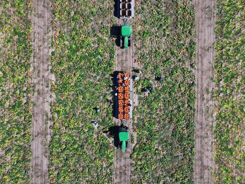 Prolonged drought puts scare into Southwestern Ontario pumpkin growers