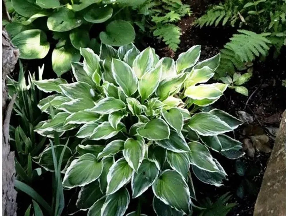 Edible garden ecosystems discussed at Kincardine horticulture meeting