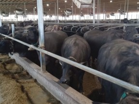 Water buffalo, Holstein herds share a barn and milking parlour