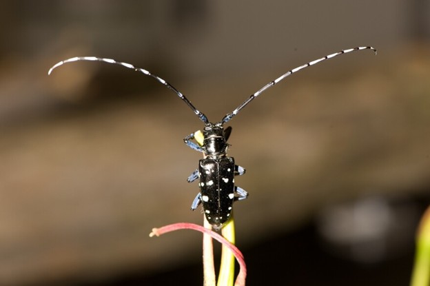 Michigan DNR wants you to look out for invasive Asian longhorned beetle 
