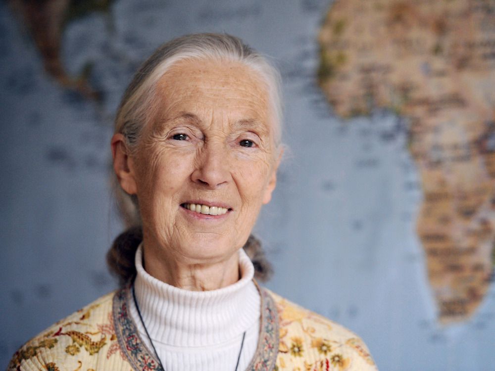 Dyer: Unlike Goodall’s chimps, humans may evolve away from war