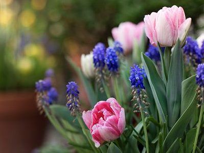 Growing Concerns: Make bulb lasagna with spring bulbs