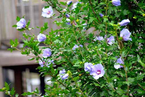 Growing Concerns: Prune Rose of Sharon to save spring weeding