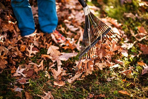 Growing Concerns: Raking leaves saves reseeding the lawn