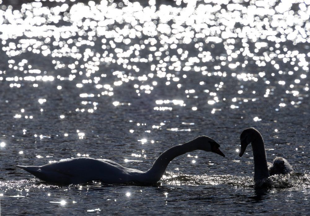 MNR seeks tips after swans shot in wildlife area
